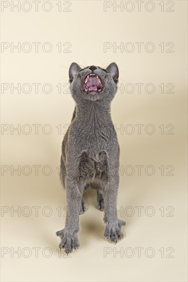 Russian Blue kitten