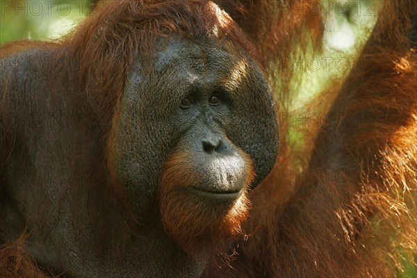 Bornean Orangutan (Pongo pygmaeus)