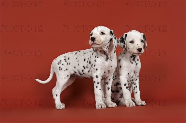 Two Dalmatian puppies