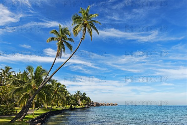 Palm trees on the shore in front of overwater bungalows