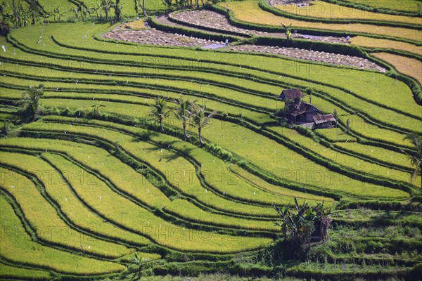 Rice paddies and rice terraces