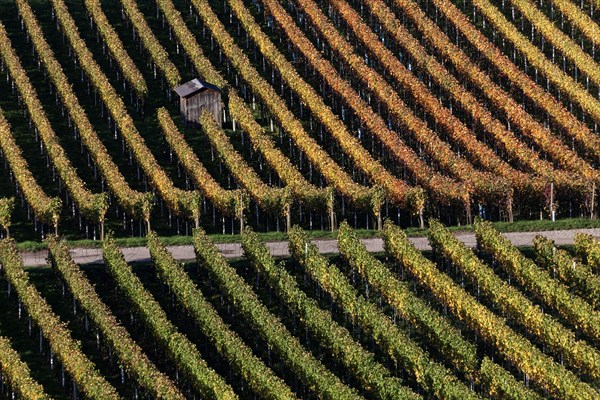 Vineyard in autumn colours