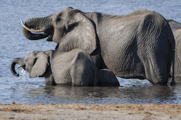 African Elephant (Loxodonta africana)