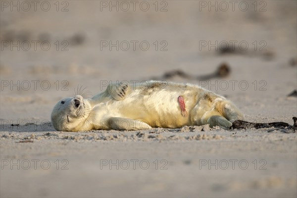 Grey Seal (Halichoerus grypus)