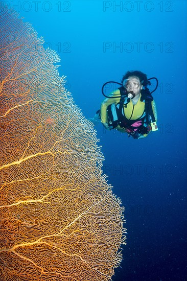 Diver next to a giant fan coral (Annella mollis)