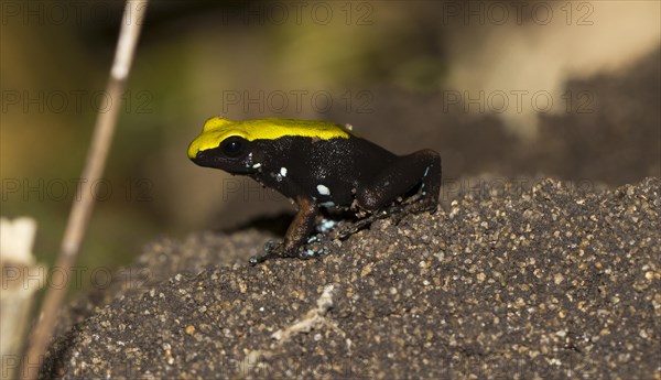 Climbing mantella (Mantella laevigata)