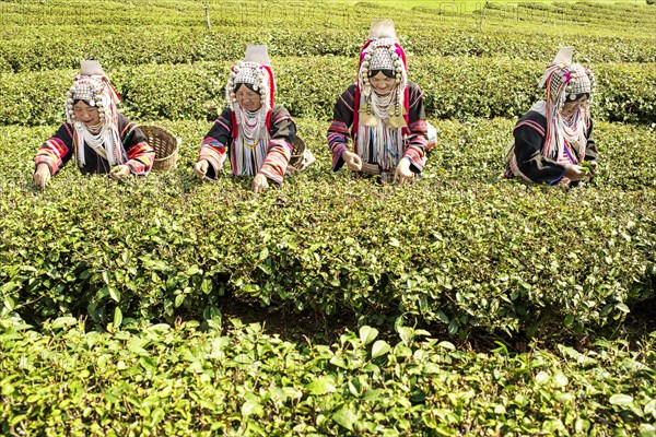 Akha hill tribe women picking tea