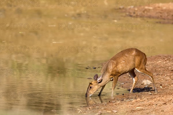 Indian muntjac (Muntiacus muntjak)