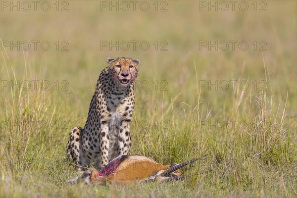 Cheetah (Acinonyx jubatus) with Thomson's Gazelle (Eudorcas thomsonii) as prey