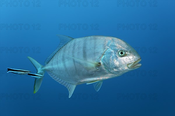 Blue trevally (Carangoides ferdau)