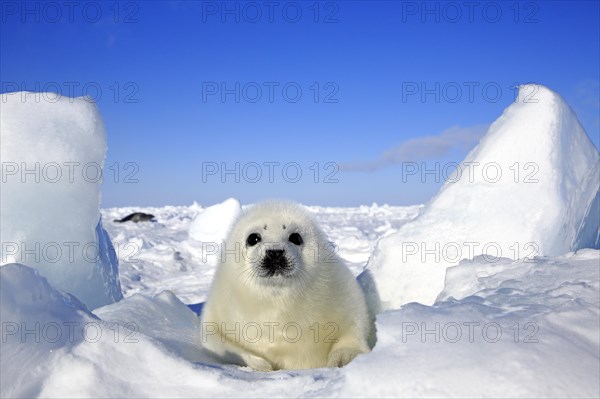 Harp Seal or Saddleback Seal (Pagophilus groenlandicus