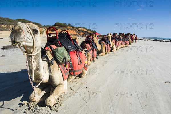 Camels prepared for tourists on Cable Beach