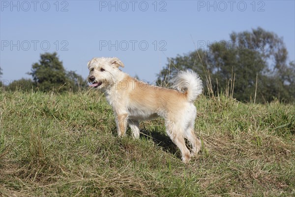 Schnauzer Poodle mixed breed