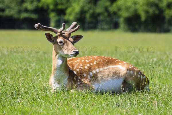 Young Fallow Deer (Dama dama)