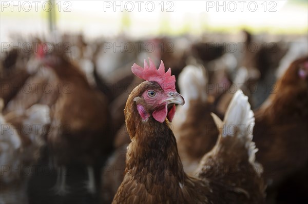 Free range chickens