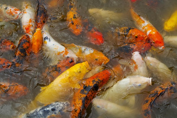 Japanese Kois (Cyprinus carpio) shoal