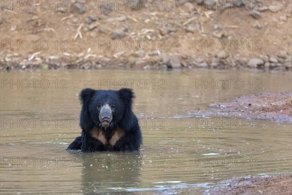 Sloth bear (Melursus ursinus)