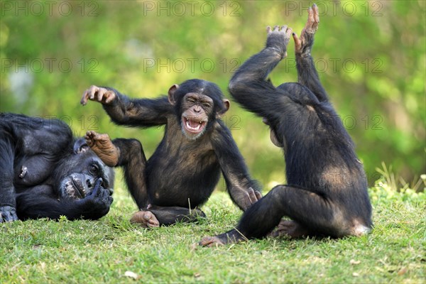 Chimpanzee (Pan troglodytes)