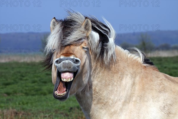 Norwegian Fjord Horse