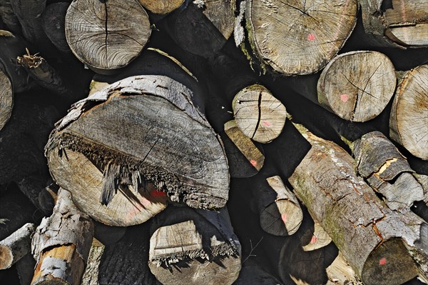 Woodpile with oak and beech trunks