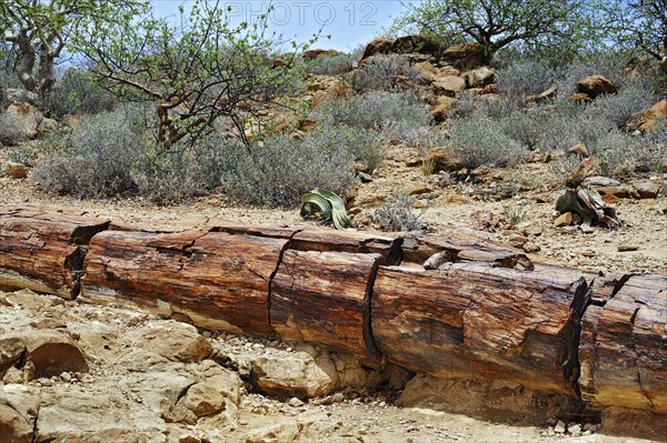 Petrified tree trunk about 260 million years old and Welwitschia (Welwitschia mirabilis)