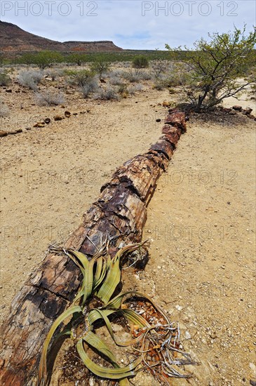 Petrified tree trunk