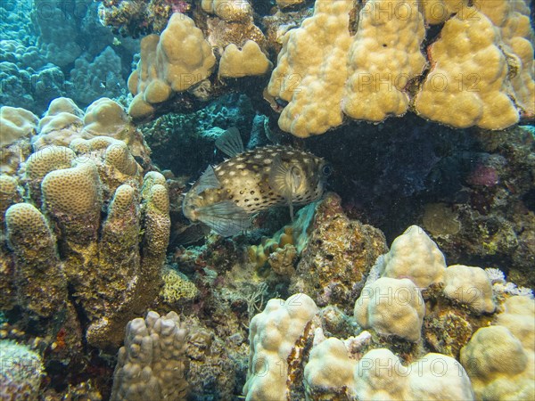 Yellow-spotted Porcupinefish or Yellow-spotted Burrfish (Cyclichthys spilostylus)