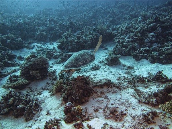 Green Sea Turtle (Chelonia mydas)