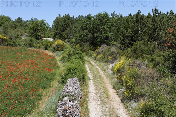 Long-distance footpath