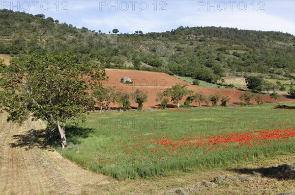 Agricultural landscape near Peyre