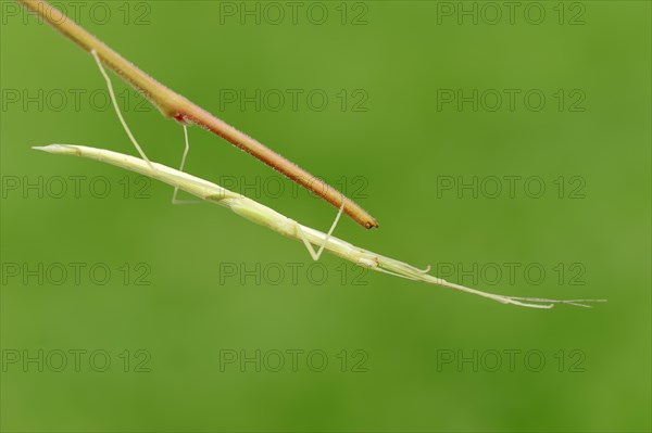 Pink-winged stick insect (Sipyloidea sipylus)