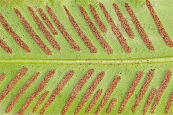 Hart's-tongue fern (Phyllitis scolopendrium