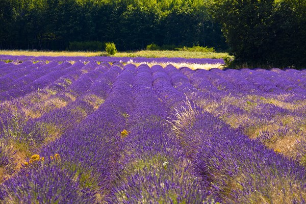 Blooming field of Lavender (Lavandula angustifolia)