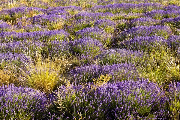 Blooming field of Lavender (Lavandula angustifolia)