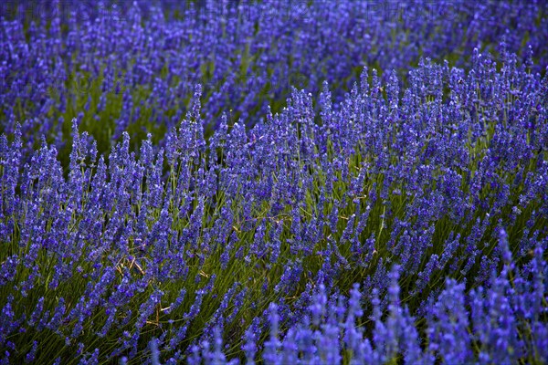 Blooming field of Lavender (Lavandula angustifolia)