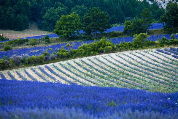 Blooming field of Lavender (Lavandula angustifolia)