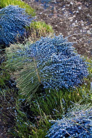 Freshly harvested Lavender (Lavandula angustifolia)