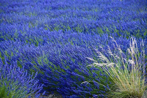 Blooming field of Lavender (Lavandula angustifolia)