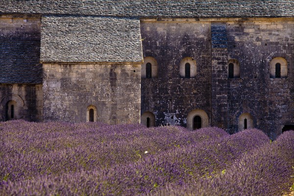 Blooming field of Lavender (Lavandula angustifolia) in front of Senanque Abbey