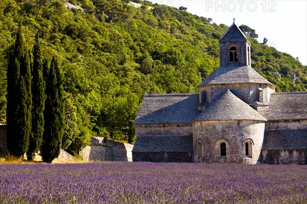 Blooming field of Lavender (Lavandula angustifolia) in front of Senanque Abbey