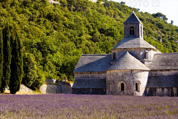 Blooming field of Lavender (Lavandula angustifolia) in front of Senanque Abbey