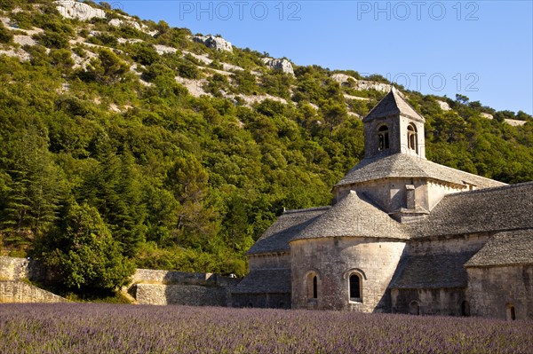 Blooming field of Lavender (Lavandula angustifolia) in front of Senanque Abbey