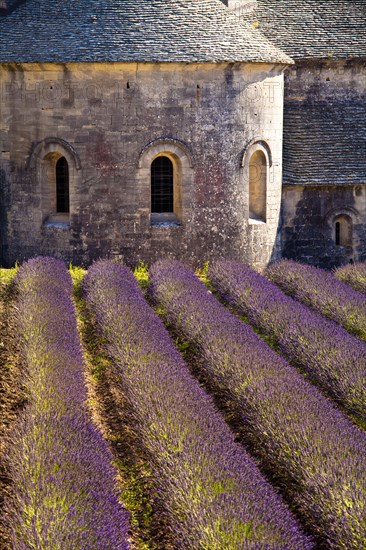 Blooming field of Lavender (Lavandula angustifolia) in front of Senanque Abbey