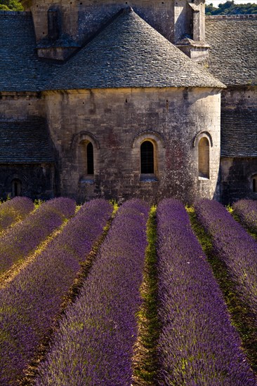 Blooming field of Lavender (Lavandula angustifolia) in front of Senanque Abbey