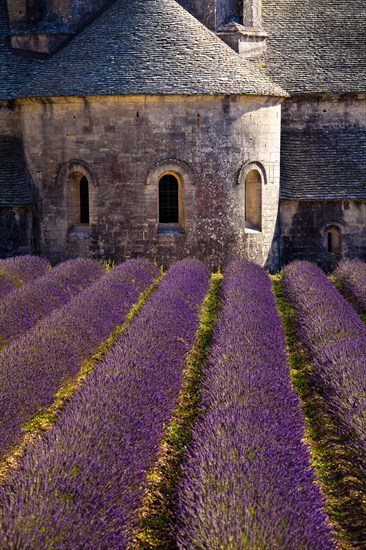 Blooming field of Lavender (Lavandula angustifolia) in front of Senanque Abbey