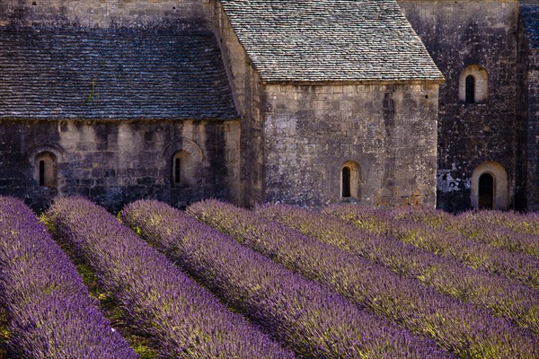 Blooming field of Lavender (Lavandula angustifolia) in front of Senanque Abbey