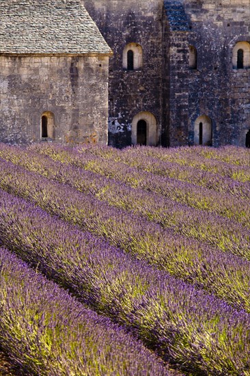 Blooming field of Lavender (Lavandula angustifolia) in front of Senanque Abbey