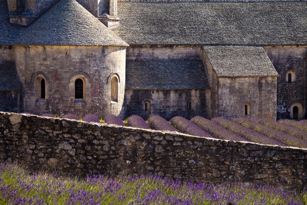 Blooming field of Lavender (Lavandula angustifolia) in front of Senanque Abbey