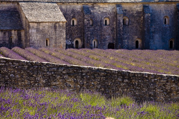 Blooming field of Lavender (Lavandula angustifolia) in front of Senanque Abbey