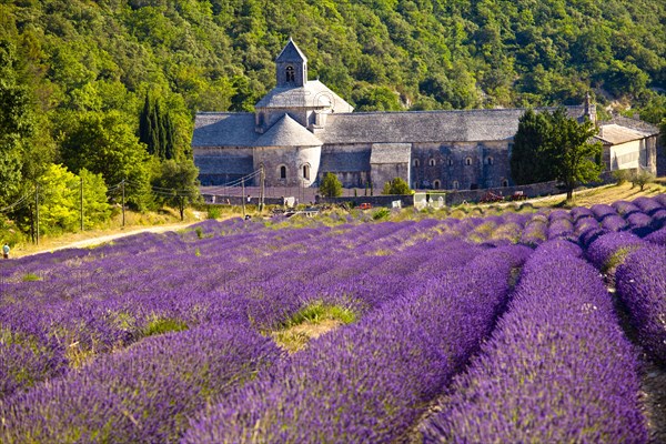 Blooming field of Lavender (Lavandula angustifolia) in front of Senanque Abbey